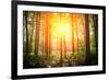 Beautiful Green Forest-Ruslan Ivantsov-Framed Photographic Print