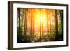 Beautiful Green Forest-Ruslan Ivantsov-Framed Photographic Print