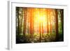 Beautiful Green Forest-Ruslan Ivantsov-Framed Photographic Print