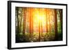 Beautiful Green Forest-Ruslan Ivantsov-Framed Photographic Print