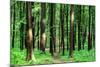 Beautiful Green Forest-Ruslan Ivantsov-Mounted Photographic Print