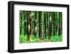 Beautiful Green Forest-Ruslan Ivantsov-Framed Photographic Print