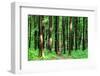 Beautiful Green Forest-Ruslan Ivantsov-Framed Photographic Print