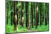 Beautiful Green Forest-Ruslan Ivantsov-Mounted Photographic Print