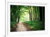 Beautiful Green Forest-Ruslan Ivantsov-Framed Photographic Print