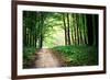 Beautiful Green Forest-Ruslan Ivantsov-Framed Photographic Print