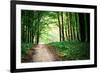 Beautiful Green Forest-Ruslan Ivantsov-Framed Photographic Print