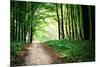 Beautiful Green Forest-Ruslan Ivantsov-Mounted Photographic Print