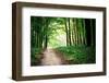 Beautiful Green Forest-Ruslan Ivantsov-Framed Photographic Print