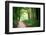 Beautiful Green Forest-Ruslan Ivantsov-Framed Photographic Print