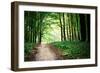 Beautiful Green Forest-Ruslan Ivantsov-Framed Photographic Print