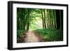 Beautiful Green Forest-Ruslan Ivantsov-Framed Photographic Print