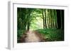 Beautiful Green Forest-Ruslan Ivantsov-Framed Photographic Print