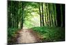 Beautiful Green Forest-Ruslan Ivantsov-Mounted Photographic Print