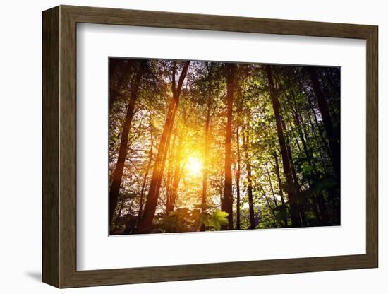 Beautiful Green Forest-Ruslan Ivantsov-Framed Photographic Print