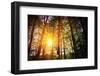 Beautiful Green Forest-Ruslan Ivantsov-Framed Photographic Print