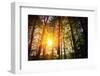 Beautiful Green Forest-Ruslan Ivantsov-Framed Photographic Print