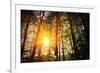 Beautiful Green Forest-Ruslan Ivantsov-Framed Photographic Print