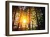 Beautiful Green Forest-Ruslan Ivantsov-Framed Photographic Print