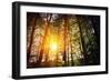 Beautiful Green Forest-Ruslan Ivantsov-Framed Photographic Print