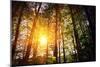 Beautiful Green Forest-Ruslan Ivantsov-Mounted Photographic Print