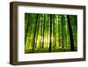 Beautiful Green Forest-Ruslan Ivantsov-Framed Photographic Print