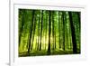 Beautiful Green Forest-Ruslan Ivantsov-Framed Photographic Print