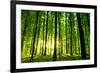 Beautiful Green Forest-Ruslan Ivantsov-Framed Photographic Print