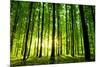 Beautiful Green Forest-Ruslan Ivantsov-Mounted Photographic Print