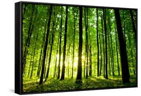 Beautiful Green Forest-Ruslan Ivantsov-Framed Stretched Canvas