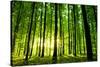 Beautiful Green Forest-Ruslan Ivantsov-Stretched Canvas