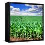 Beautiful Green Maize Field-tish1-Framed Stretched Canvas