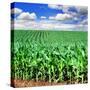 Beautiful Green Maize Field-tish1-Stretched Canvas