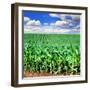 Beautiful Green Maize Field-tish1-Framed Photographic Print