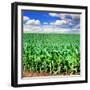 Beautiful Green Maize Field-tish1-Framed Photographic Print