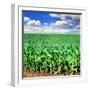 Beautiful Green Maize Field-tish1-Framed Photographic Print