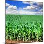 Beautiful Green Maize Field-tish1-Mounted Photographic Print