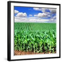 Beautiful Green Maize Field-tish1-Framed Photographic Print