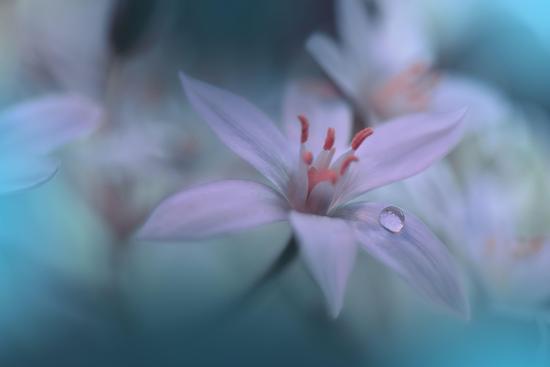 Photo, , large