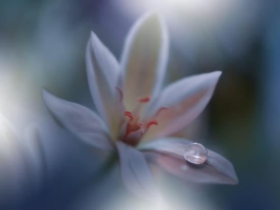 Photo, , large