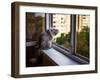 Beautiful Grey Cat Sitting on a Windowsill and Looking to the Window-lkoimages-Framed Photographic Print