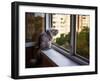 Beautiful Grey Cat Sitting on a Windowsill and Looking to the Window-lkoimages-Framed Photographic Print