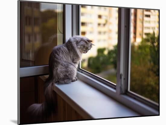 Beautiful Grey Cat Sitting on a Windowsill and Looking to the Window-lkoimages-Mounted Photographic Print