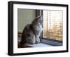 Beautiful Grey Cat Sitting on Windowsill and Looking out of a Window-lkoimages-Framed Photographic Print