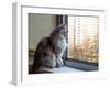 Beautiful Grey Cat Sitting on Windowsill and Looking out of a Window-lkoimages-Framed Photographic Print