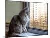 Beautiful Grey Cat Sitting on Windowsill and Looking out of a Window-lkoimages-Mounted Photographic Print