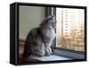 Beautiful Grey Cat Sitting on Windowsill and Looking out of a Window-lkoimages-Framed Stretched Canvas