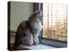 Beautiful Grey Cat Sitting on Windowsill and Looking out of a Window-lkoimages-Stretched Canvas