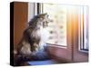 Beautiful Grey Cat Sitting on Windowsill and Looking to a Window-lkoimages-Stretched Canvas