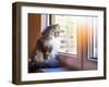 Beautiful Grey Cat Sitting on Windowsill and Looking to a Window-lkoimages-Framed Photographic Print